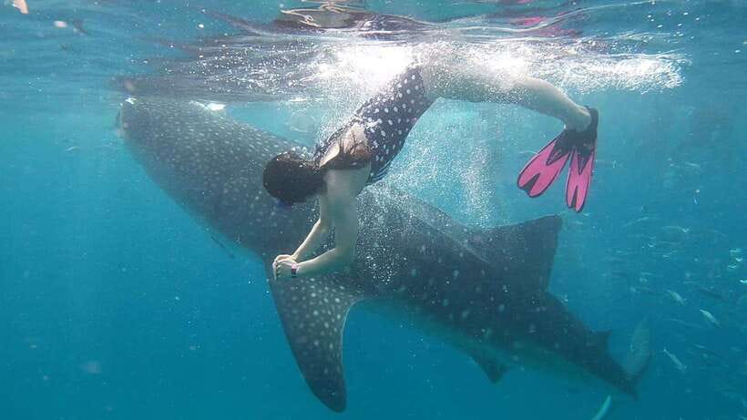 Cebu: Whaleshark Encounter, Tumalog Falls & Sumilon Sandbar - Breakfast comes after the swim