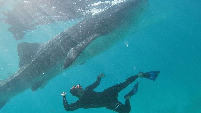 Cebu: Whaleshark Encounter, Tumalog Falls & Sumilon Sandbar - Oslob whale sharks: the day’s big moment