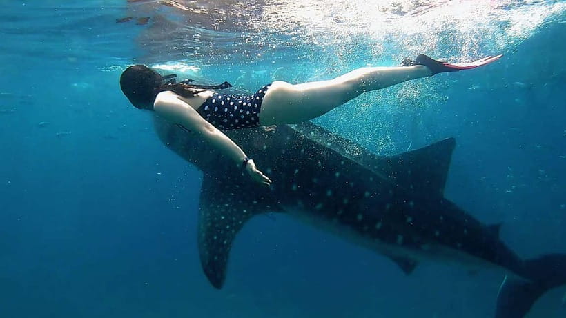 Cebu: Whaleshark Swimming & Kawasan falls Canyoneering Tour - Key points to know before booking