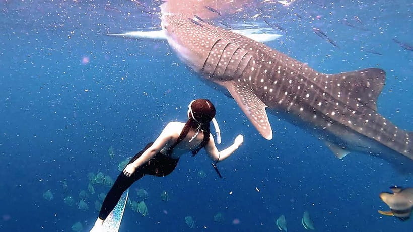 Cebu: Whaleshark Swimming & Kawasan falls Canyoneering Tour - A pre-dawn start from Cebu