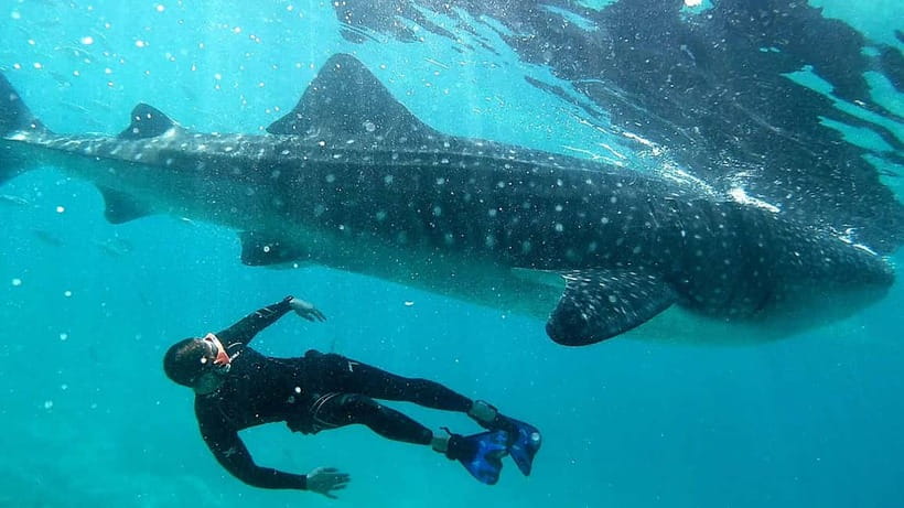 Cebu: Whaleshark Swimming & Kawasan falls Canyoneering Tour - The long transfer to Badian