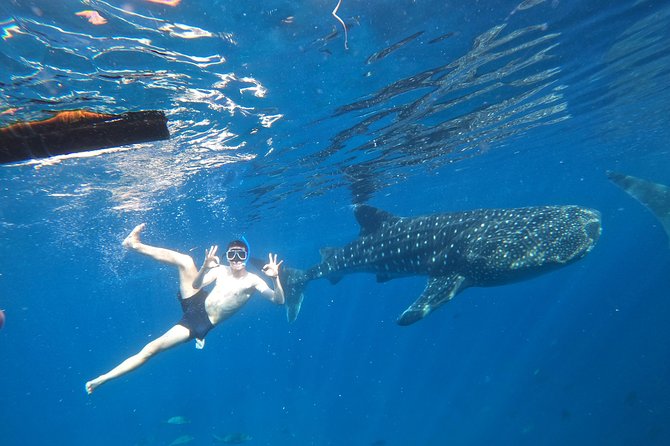 Cebu Whaleshark Tour - Why the Oslob whale shark encounter gets top billing