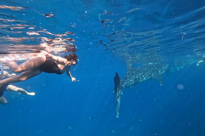 Cebu Whaleshark Tour - The 4 a.m. start and three-hour road journey