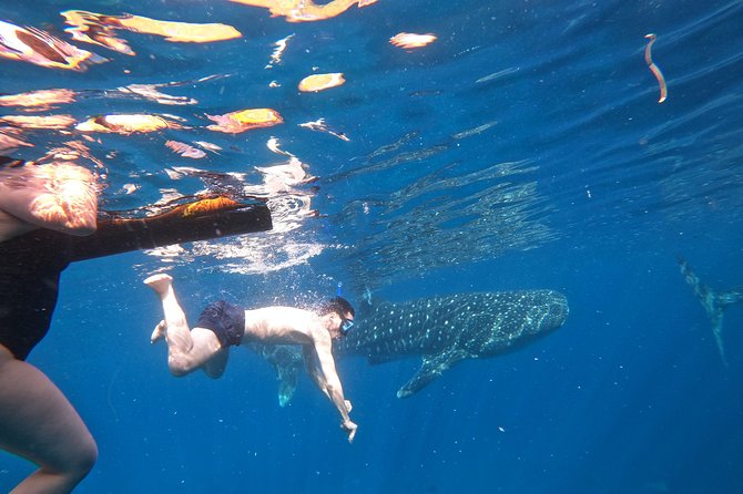 Cebu Whaleshark Tour - Tumalog Falls brings a freshwater finish