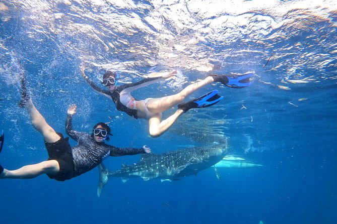 Cebu Whaleshark Tour - The wildlife tradeoff you should consider first