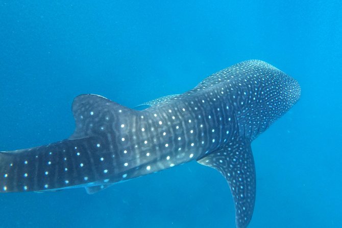Cebu Whaleshark Tour - Who will get the most from this Cebu day trip