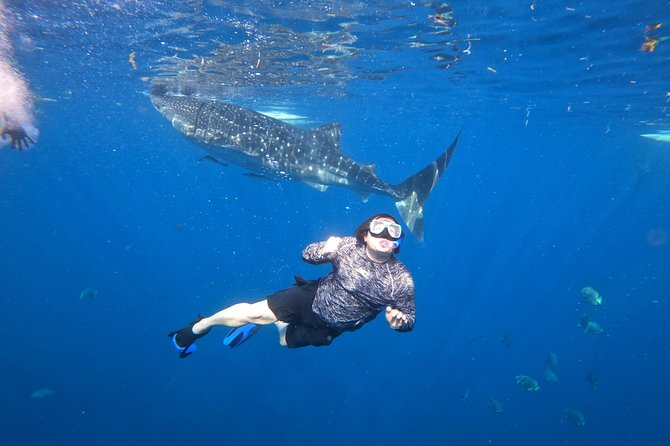 Cebu Whaleshark Tour - Practical advice before you book