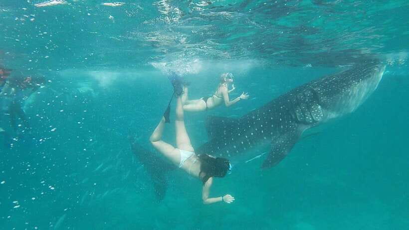 Cebu: WhaleShark , Tumalog Falls, & Sardine Run Snorkeling - Key points to know before booking