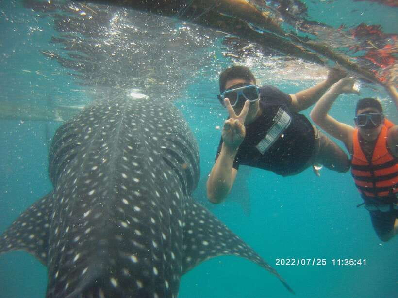 Cebu: WhaleShark , Tumalog Falls, & Sardine Run Snorkeling - One day, three Cebu water experiences