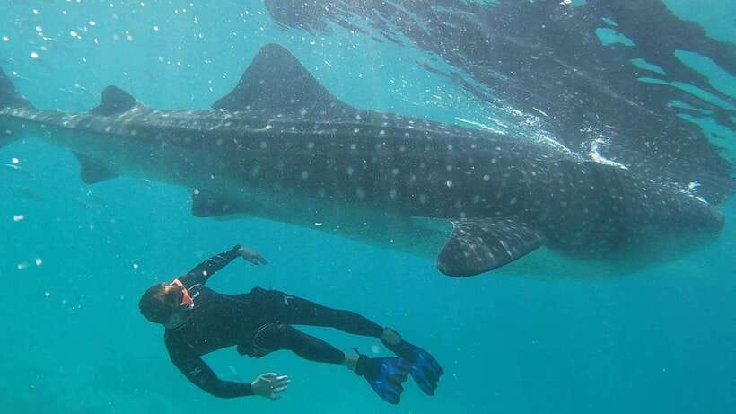 Cebu: WhaleShark , Tumalog Falls, & Sardine Run Snorkeling - Breakfast after the first swim