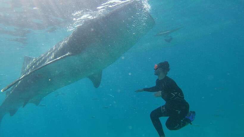 Cebu: WhaleShark , Tumalog Falls, & Sardine Run Snorkeling - Tumalog Falls, a cool hour in the forest
