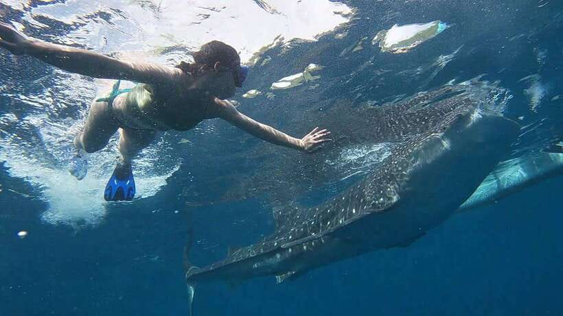 Cebu: WhaleShark , Tumalog Falls, & Sardine Run Snorkeling - What the private tour really includes