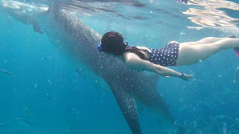 Cebu: WhaleShark , Tumalog Falls, & Sardine Run Snorkeling - Who will enjoy this most?