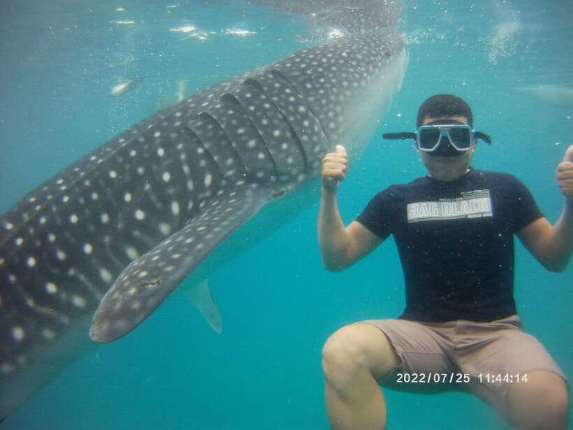 Cebu: WhaleShark , Tumalog Falls, & Sardine Run Snorkeling - Oslob whale sharks and the shared boat rule