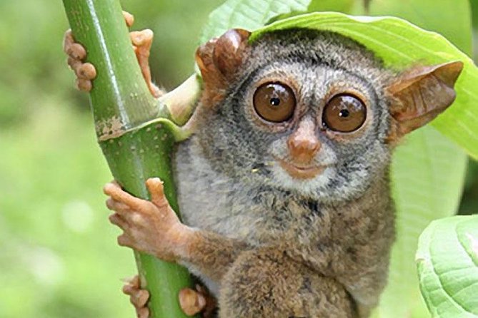 Chocolate hills tour with Tarsier & Loboc river Buffet Lunch (half-day tour) - Timing, route, and the half-day promise