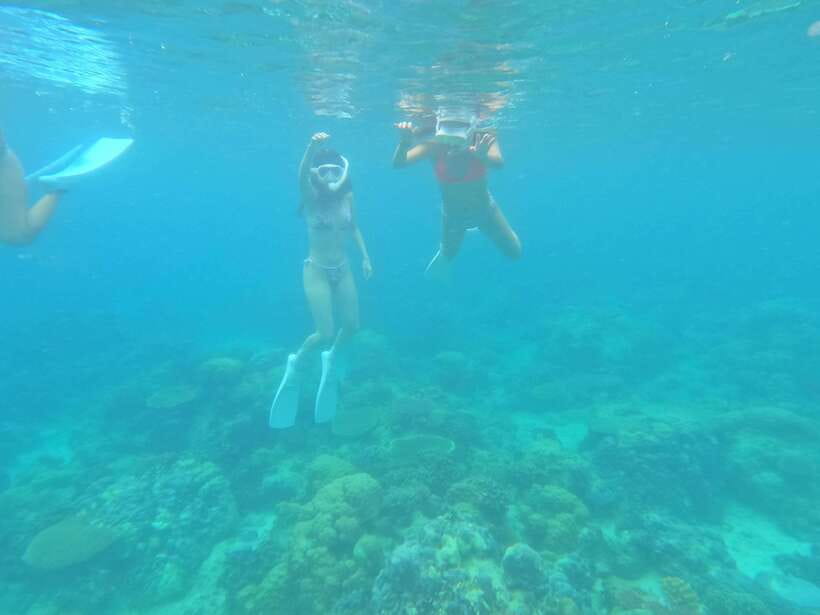 Coron: Dugong Watching with Sea Turtle and Coral Garden tour - Why the dugong encounter is the main event
