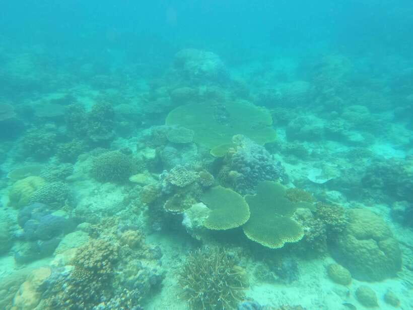 Coron: Dugong Watching with Sea Turtle and Coral Garden tour - Waiting your turn at the dugong site