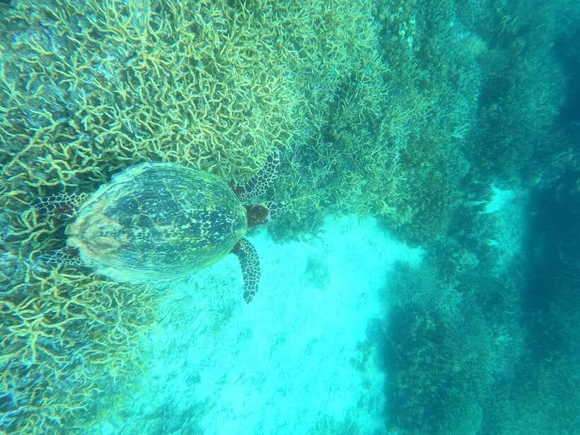 Coron: Dugong Watching with Sea Turtle and Coral Garden tour - Weather, tide, and the honest wildlife risk