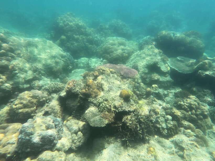 Coron: Dugong Watching with Sea Turtle and Coral Garden tour - Seasickness and physical demands