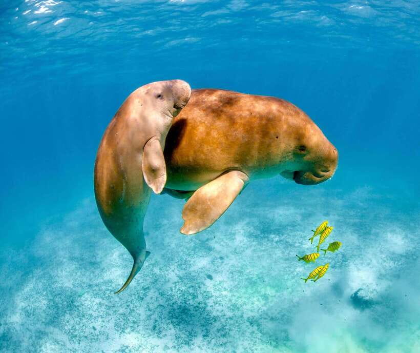 Coron: Dugong Watching with Sea Turtle and Coral Garden tour - The pre-dawn start and the road to Busuanga