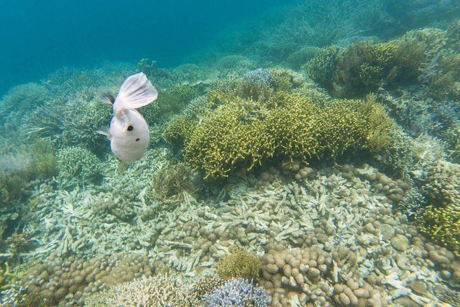 Coron Island Tour B (Private) - Coral reef garden and white-sand beach lunch