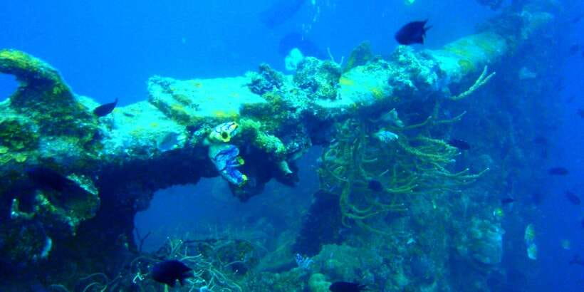 Coron Private Tour D: Reef and Wrecks - Practical tips for making the day better