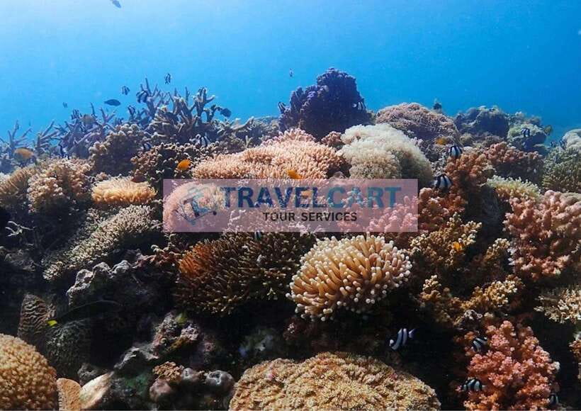 Coron Reef & Wrecks Tour - Starting at 8:30 AM from Coron Town