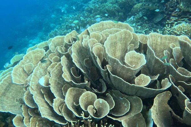 Coron Shipwrecks and Lusong Coral Garden tour (Private / Shared) - Two shallow wrecks give this Coron trip its character