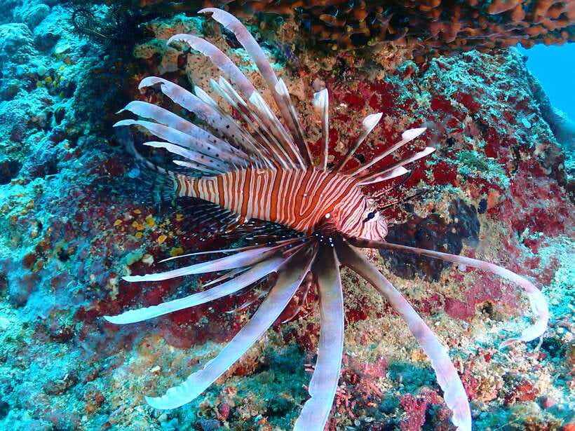 Discover Scuba Diving in Boracay - The White Beach Meeting Point