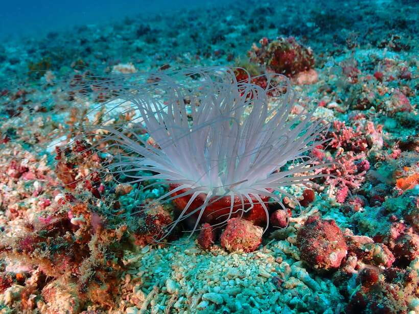 Discover Scuba Diving in Boracay - Getting Used to Breathing Underwater
