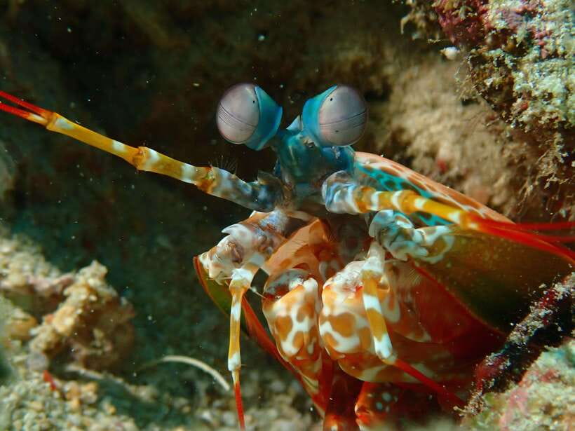 Discover Scuba Diving in Boracay - Marine Life and Underwater Photos