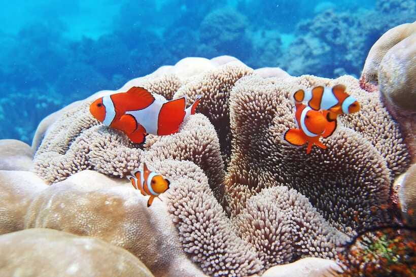Discover Scuba Diving in Boracay - What the $49 Price Really Covers