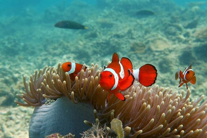 Discover Scuba diving in El Nido - How this compares with getting certified