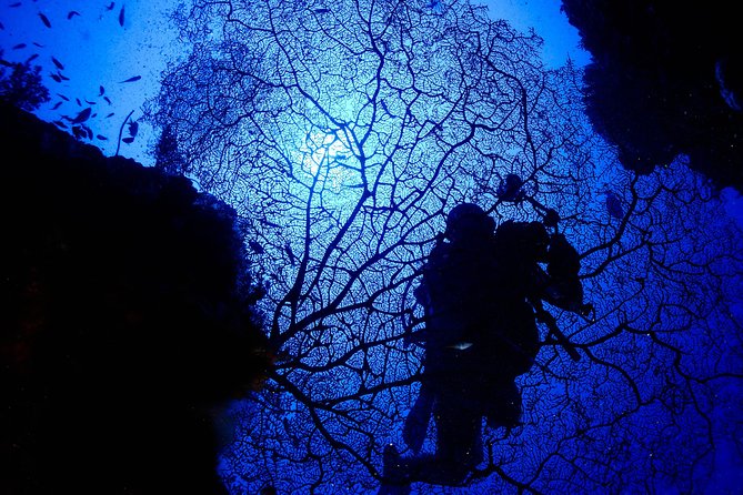 DiveGurus -Scuba Diving in Boracay - Key points to know before you book