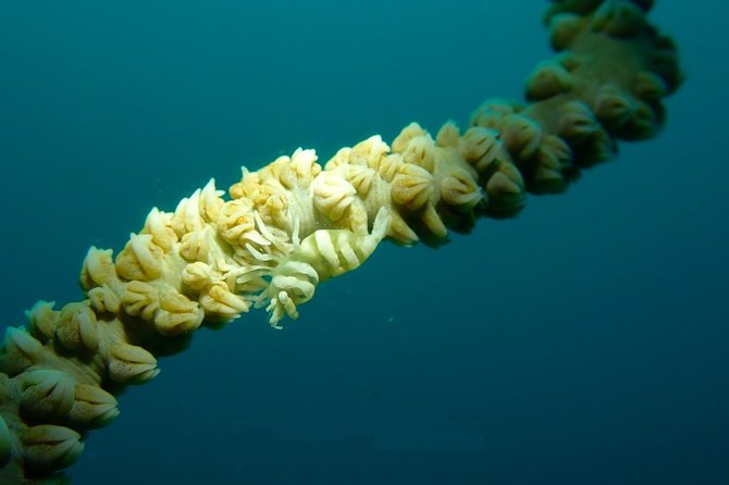 DiveGurus -Scuba Diving in Boracay - The guide makes the difference