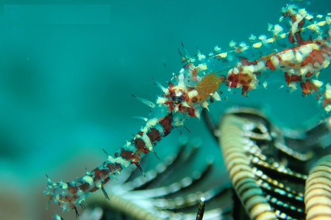 DiveGurus -Scuba Diving in Boracay - Equipment, boat, and practical comfort