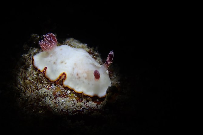 DiveGurus -Scuba Diving in Boracay - Marine life, turtles, and bad-weather flexibility