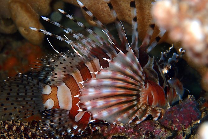 DiveGurus -Scuba Diving in Boracay - Picking the right site for your certification