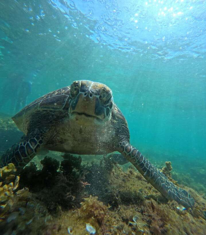Dumaguete Apo Island Snorkel with turtle Tour - Why Apo Island Is Worth the Trip