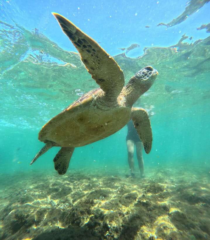 Dumaguete Apo Island Snorkel with turtle Tour - Three Hours Around Apo Island