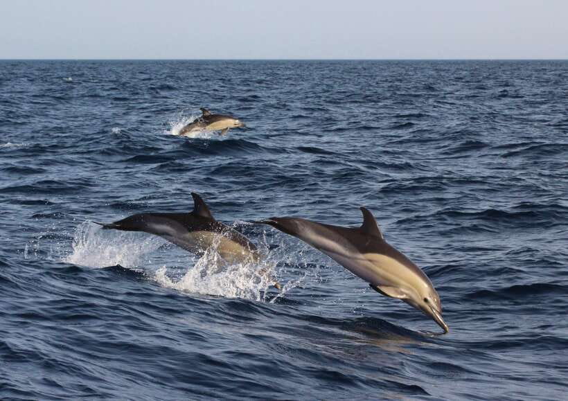 Dumaguete: Dolphin Watching & Manjuyod Sandbar Private Tour - Searching Bais Bay for wild dolphins