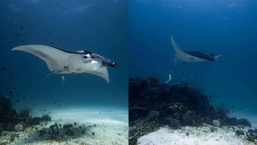 El Nido: Discover Scuba Diving with Manta Rays in Sibaltan - Key points to know
