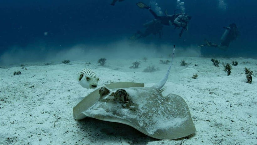 El Nido: Discover Scuba Diving with Manta Rays in Sibaltan - Why Sibaltan is worth the extra hour