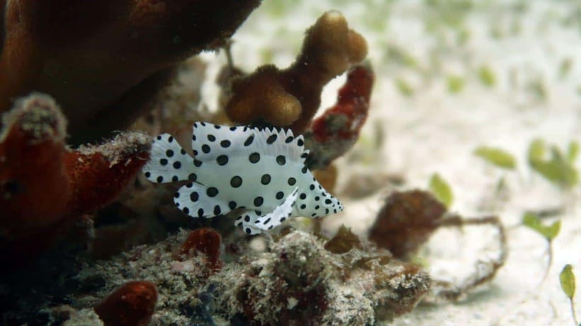 El Nido: Discover Scuba Diving with Manta Rays in Sibaltan - The first 50-minute skills session at 6 meters