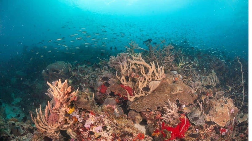 El Nido: Discover Scuba Diving with Manta Rays in Sibaltan - Brunch and a chance to reset