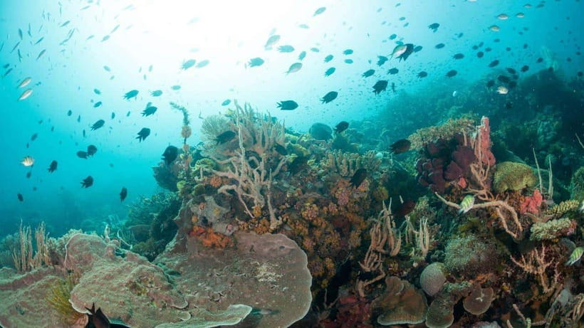 El Nido: Discover Scuba Diving with Manta Rays in Sibaltan - The second 50-minute open-water session at 12 meters