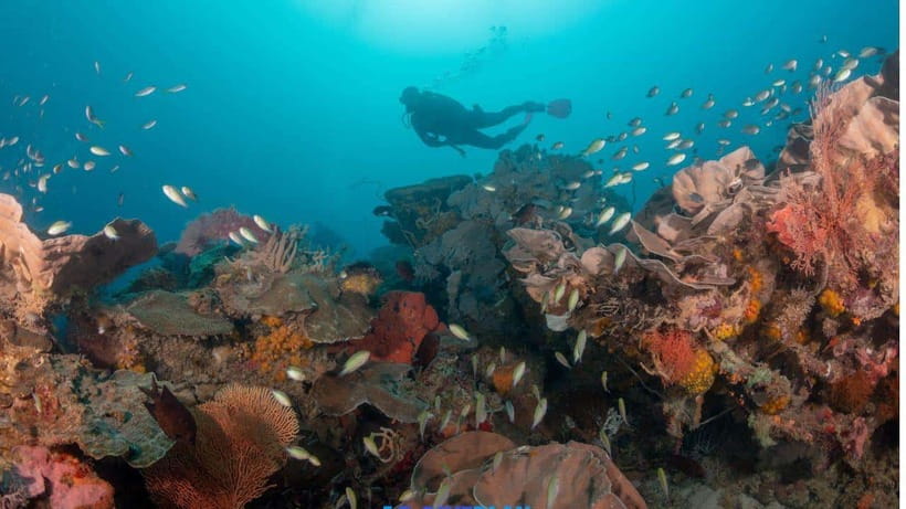 El Nido: Discover Scuba Diving with Manta Rays in Sibaltan - The ride back and the real length of the day