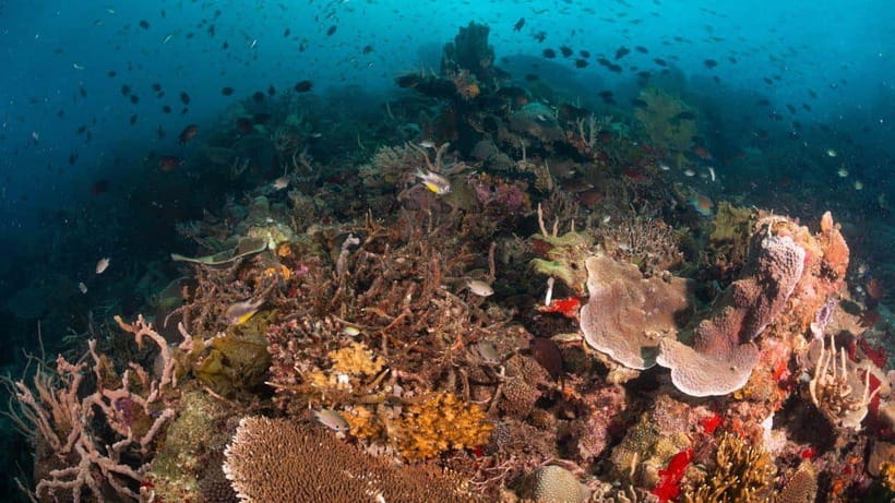 El Nido: Discover Scuba Diving with Manta Rays in Sibaltan - What the $126 price really buys you