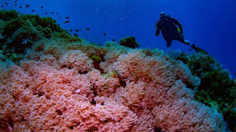 El Nido: Discover Scuba Diving with Manta Rays in Sibaltan - Meeting the instructors before your first underwater session