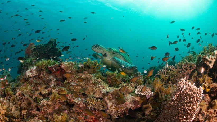 El Nido: Manta Ray Diving Experience in Sibaltan - A one-hour brunch break between water sessions
